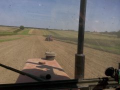 Uprawa i siew rzepaku