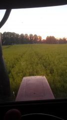 Zetor 6245 w rzepaku