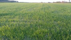 Barenbrug BG 1 Sprint
