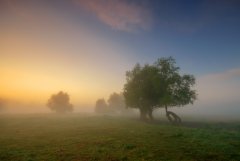 Mglisty poranek na pastwisku