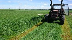 Mieszanka traw Barenbrug Bg 7 +  Bg 3 + Bg 12yellowjacket