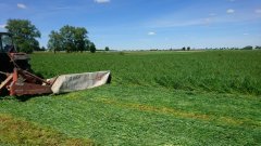 Mieszanka traw Bg 7 + Bg 3 + Bg 12yellowjacket