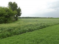 Mieszanka traw kł-5