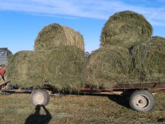 Sianokiszonka z trzeciego pokosu