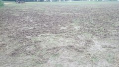 Trawa po przejściu dzików