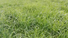 Trawa