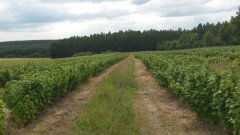 Porzeczka czarna Tisel