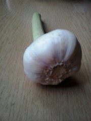 Czosnek
