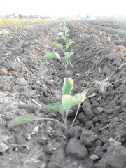 Kalafior-Strip-till