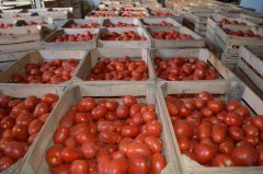 Pomidory