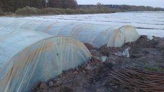 Tunele i włókniny z marchewka i pietruszka