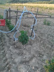 Belka opryskiwacza do malin