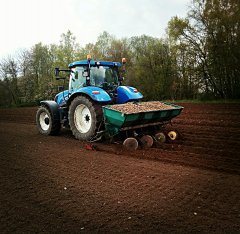 Sadzarka Polska 4 rzędy & New Holland T6.175