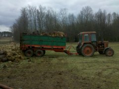 Czarna Białostocka wersja eksportowa