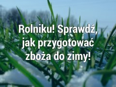 Jak przygotować zboża do zimy?