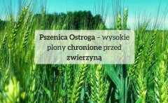 Pszenica Ostroga – wysokie plony chronione przed zwierzyną