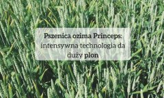 Pszenica ozima Princeps: intensywna technologia da duży plon