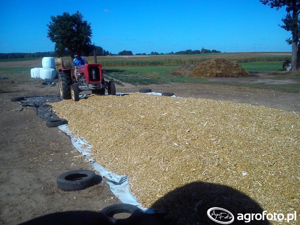 Pryzma Kukurydzy Zdjęcie Fotka Foto Numer 661815 Galeria Rolnicza Agrofoto 4316