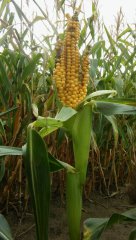 Kukurydza- anomalia