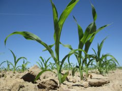 Kukurydza "Fabrikant"