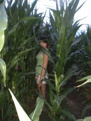 Kukurydza Monsanto DKC