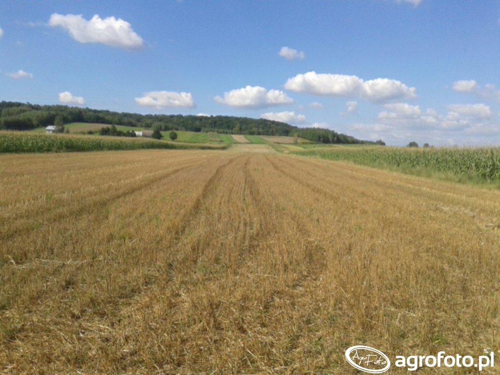 Pole - zdjęcie, fotka, foto numer: 662272 - Galeria rolnicza agrofoto