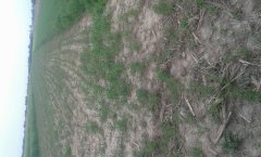 Łubin żółty Mister