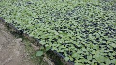 Rozsada tytoniu 25.04.2016