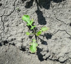 Rzepak ozimy po oprysku