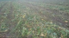 slonecznik na ziarno