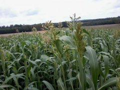 sorgo3