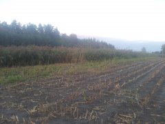 Sorgo