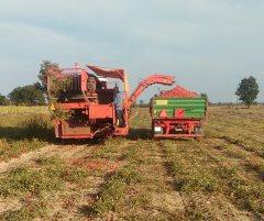 Zbiór pomidorów Pomac + Massey Ferguson 5430