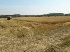 Claas Mercator 60 i owies.