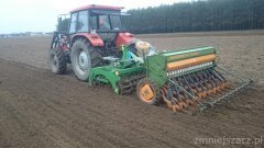 Ursus, Tolmet i Amazone