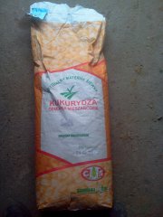 Kukurydza