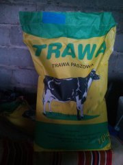 Trawa