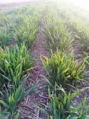 Franz - Siew Pasowy Mzuri