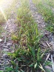 Linus - Siew Pasowy Mzuri