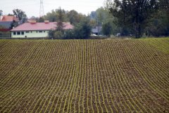Pszenica 09.10.2016