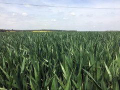 Pszenica Arkadia 13.05.2017