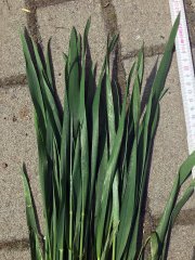 Pszenica arkadia 13.05.2017