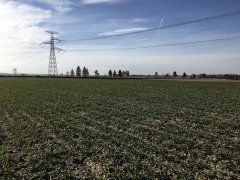 Pszenica Arkadia i Hondia 04.03.2017