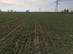 Pszenica Hondia 04.03.2017