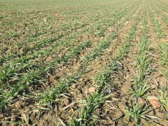 Pszenica Hondia 04.03.2017