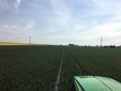 Pszenica Hondia 13.05.2017