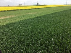 Pszenica hondia 13.05.2017