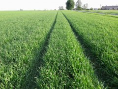 Pszenica jara Bombona