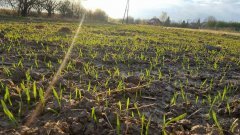 Pszenica jara Harenda