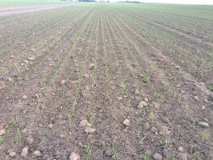 Pszenica Jara Monsum